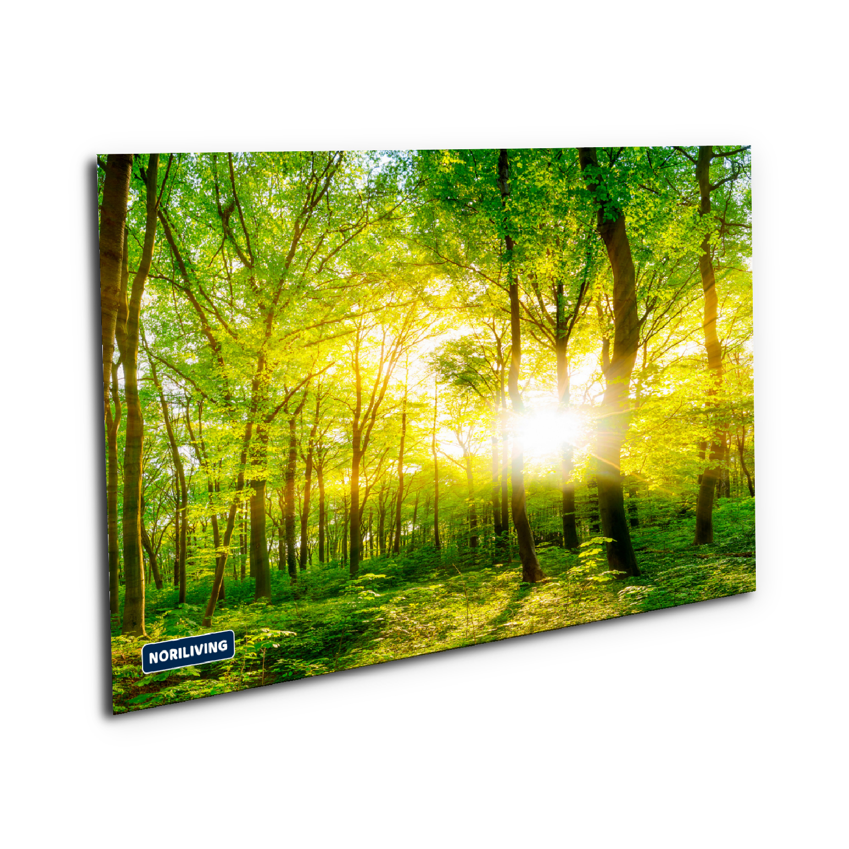 Leinwandbild einer sonnendurchfluteten Waldlandschaft, angeboten von NoriLiving